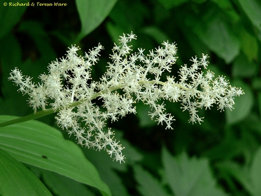 {Maianthemum racemosum}